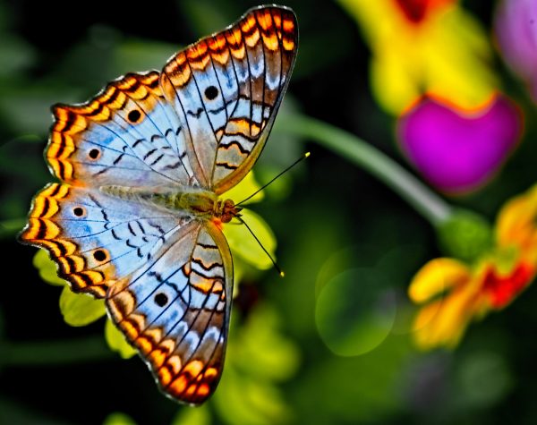 Prachtige vlinder